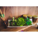 Desktop Succulent Plant in Planter