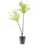 Fern Tree in Zinc Pot