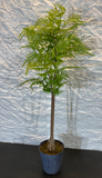 Fern Tree in Zinc Pot