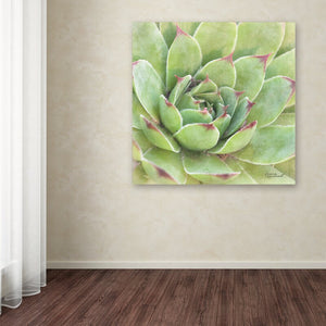 Garden Succulents IV Color' Photographic Print on Wrapped Canvas
