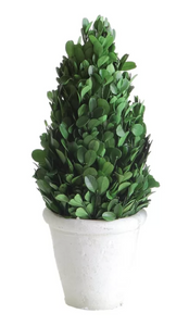 11" Preserved Boxwood Topiary in Pot