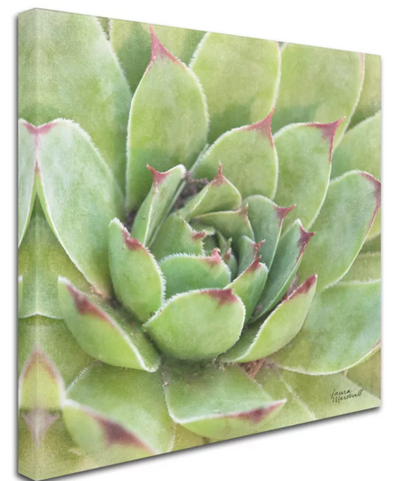 Garden Succulents III Color' Photographic Print on Wrapped Canvas- 14