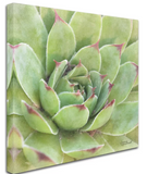 Garden Succulents III Color' Photographic Print on Wrapped Canvas- 14"x14"